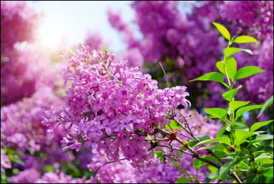 Combien de pétales comportent les fleurs parfumées du lilas ?