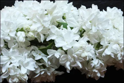 Dans le langage des fleurs, que symbolise le lilas blanc ?