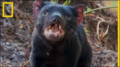 As-tu parfois des pensées diaboliques ?