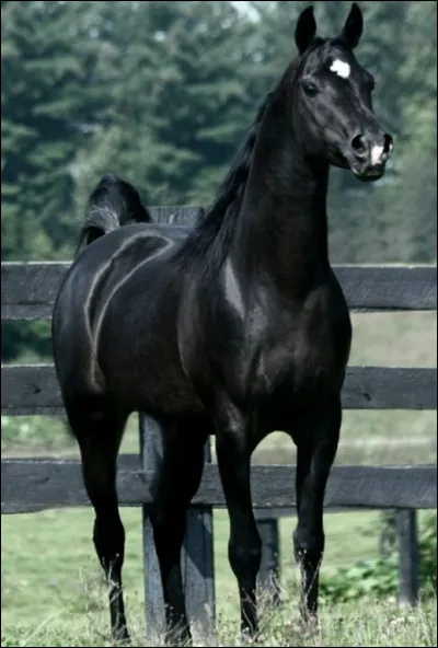Quelle est la robe d'un poney tout noir ?