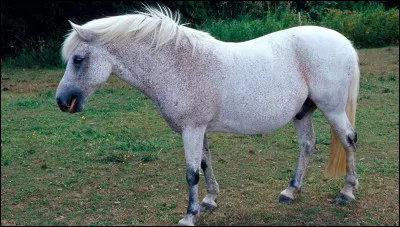 Quelles sont les principales allures du cheval ?