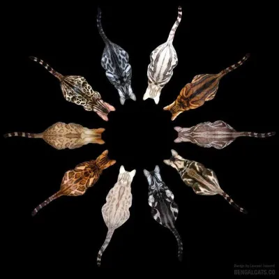 Quel est ton duo de couleurs préférée ?