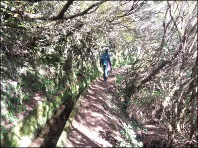 Madère est surtout réputée pour ses levadas, ces canaux transportant l'eau à travers la montagne et dont les abords ont été aménagés en sentiers de randonnée. Les premières levadas remontent au quinzième siècle. Quelle était leur utilité première, toujours actuellement d'actualité ?