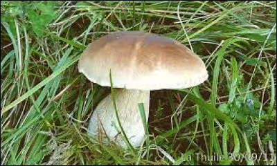 Le bolet amer est-il un champignon comestible ?