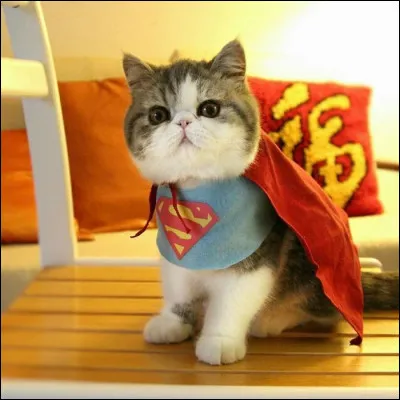 À l'aide Super Chat ! À qui appartient ce costume ?