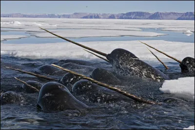 De quelle espèce s'agit-il ?
