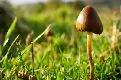Lequel de ces champignons peut provoquer des hallucinations .