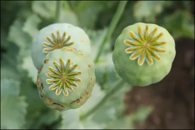 De quoi est dérivé l'opium ?