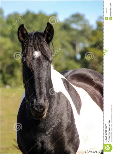 Combien y a-t-il d'adjonctions de pies ?