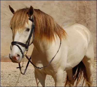 Comment est la robe perle classique ?