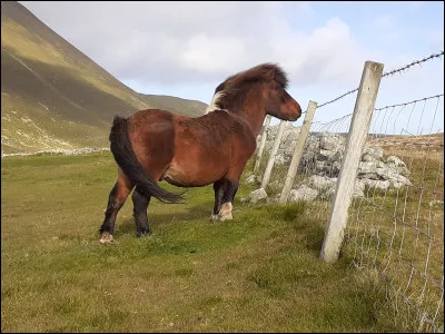 Le gène mushroom s'applique sur une seule race. Laquelle ?