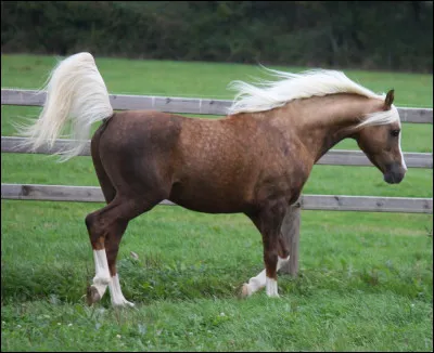 Le gène silver apporte des problèmes de santé. Lesquels ?