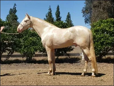 Perlino c'est une robe...