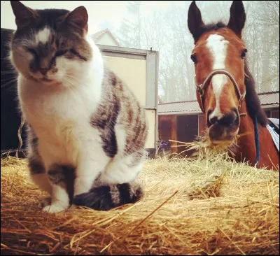 Est-ce que ton animal est dans cette image ?