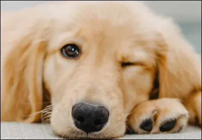 Voudrais-tu qu'il soit mignon ?