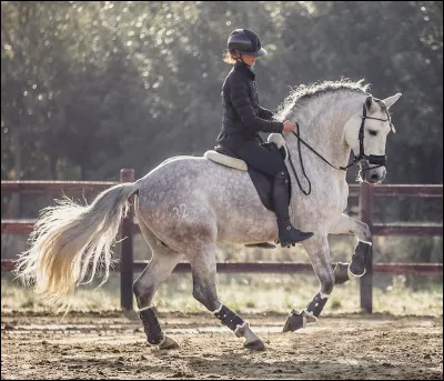 Quel caract&egrave;re veux-tu pour ton cheval ?