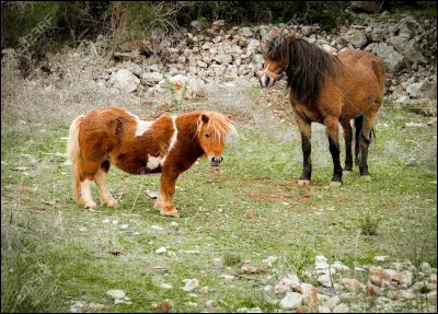 Quelle taille pr&eacute;f&egrave;res-tu pour ton cheval ?