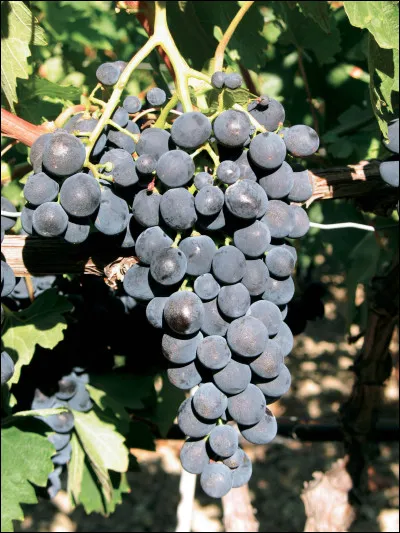 Cépage héraultais issu d'un croisement réalisé en 1974... et à la bonne vôtre !