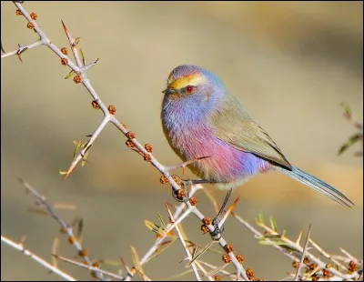 Quel est cet oiseau ?