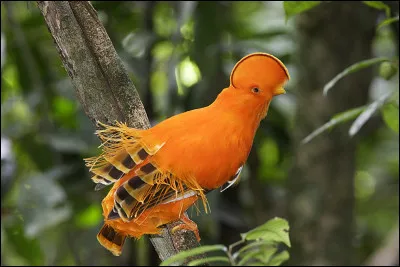 Quel est cet oiseau ?
