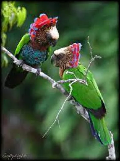 Quel est cet oiseau ?