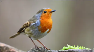 Quel est cet oiseau ?