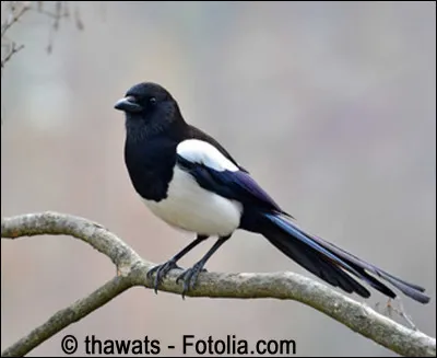Quel est cet oiseau ?