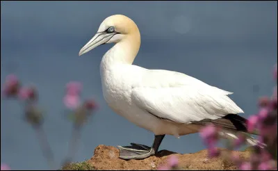 Quel est cet oiseau ?