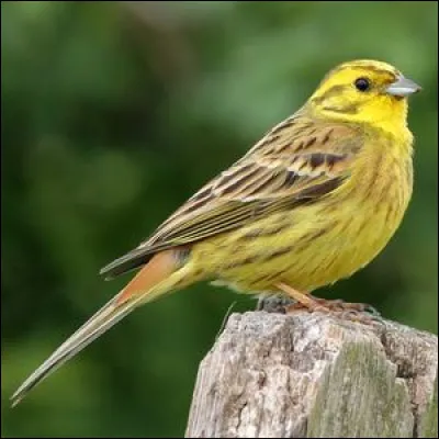 Quel est cet oiseau ?