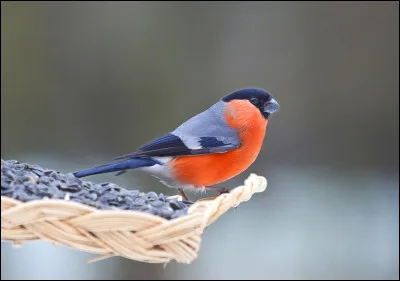 Quel est cet oiseau ?