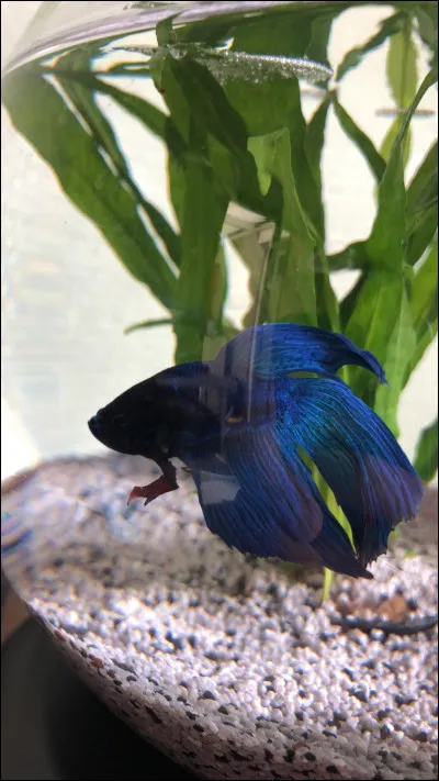 Si tu devais être un aliment, tu serais...