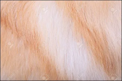 Quel type de poils préfères-tu ?