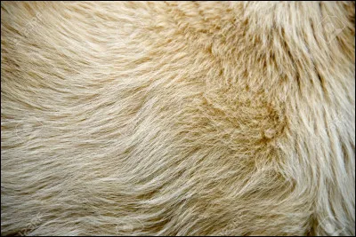 Quelle couleur de poils préfères-tu ?