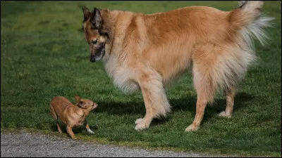Quelle taille préfères-tu ?