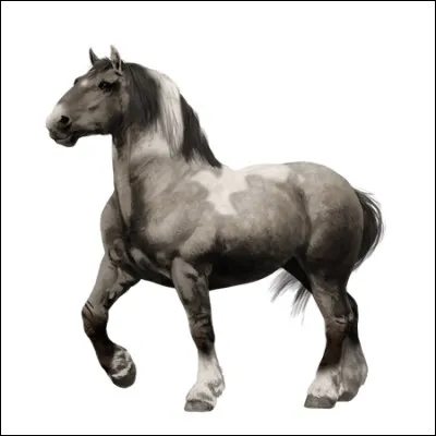 Quelle est cette race ?