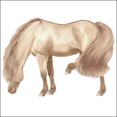 Quelle est cette race ?