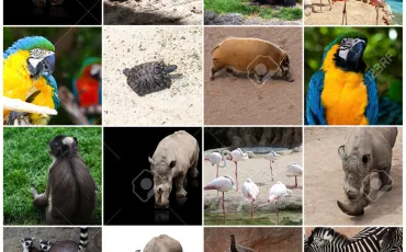Quiz Animaux