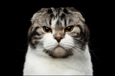 Quel est ton point faible ?