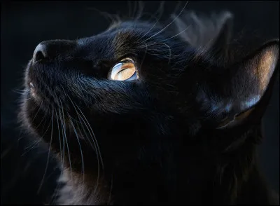 De quelle couleur est ce chat ?