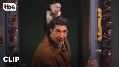Quel est le prénom du singe de Ross ?