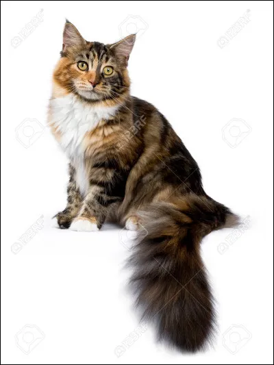 Ton animal a-t-il une queue ?