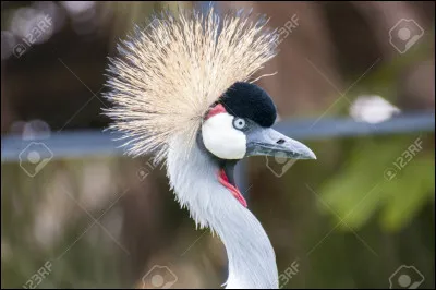 Ton animal peut-il avoir une crête ?