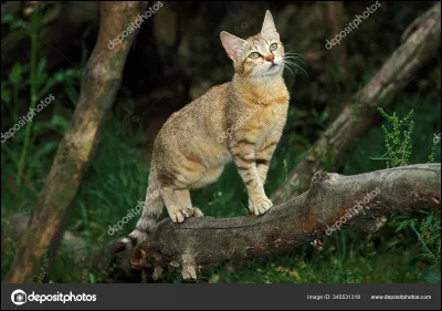 Ton animal peut-il être trouver à l'état sauvage ?