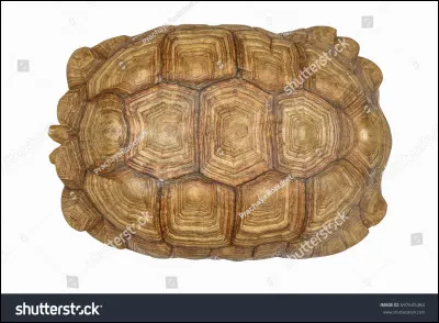 Ton animal a-t-il une carapace, une coquille ou un exosquelette ?