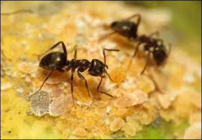 Les fourmis appartiennent au même groupe que les guêpes et les abeilles.