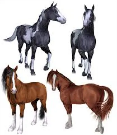 Sur quelle partie d'un cheval peut-on trouver une liste ?