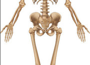 Quiz Le corps humain : les os - SVT