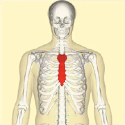 Comment cet os se nomme-t-il ?