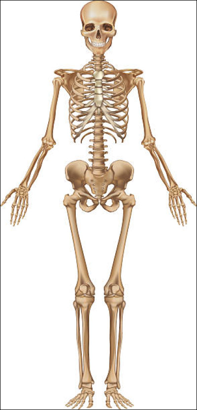 Combien d'os notre corps contient-il ?