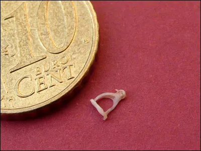 Quel est l'os le plus petit du corps humain ?